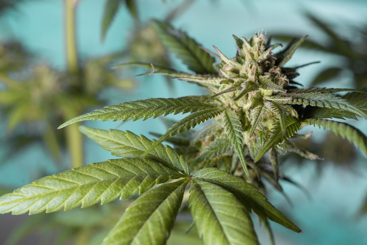 letartoztattak-a-mezohegyesi-ferfit:-honapok-ota-arult-kannabiszt-es-speedet-–-koros-hircentrum
