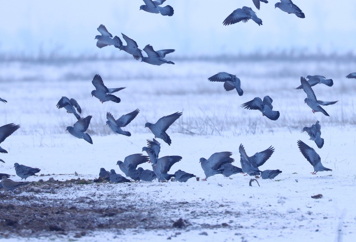 okologiai-kapcsolatok-a-ho-boritotta-csanadi-pusztakon-–-koros-hircentrum