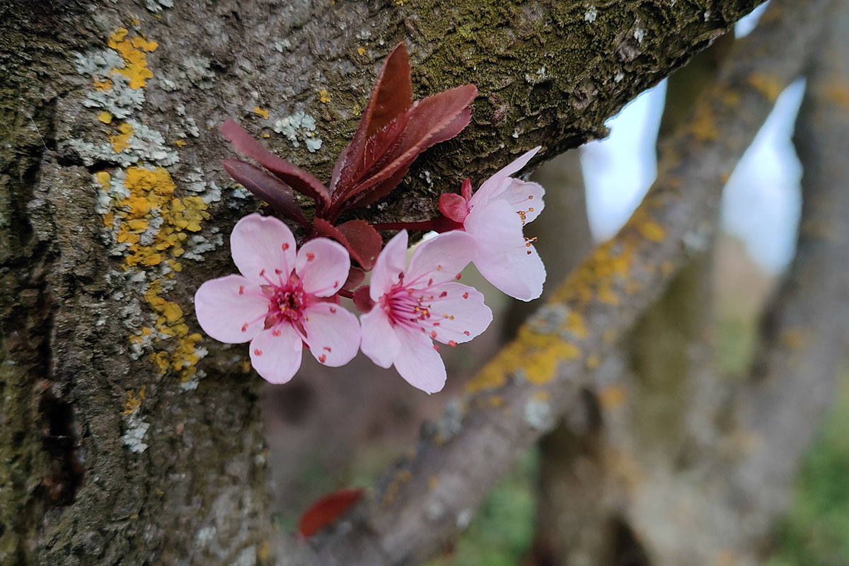optimalisan-fejlodhetnek-az-oszi-vetesek,-de-fagy-veszelyezteti-a-gyumolcsfakat-–-koros-hircentrum
