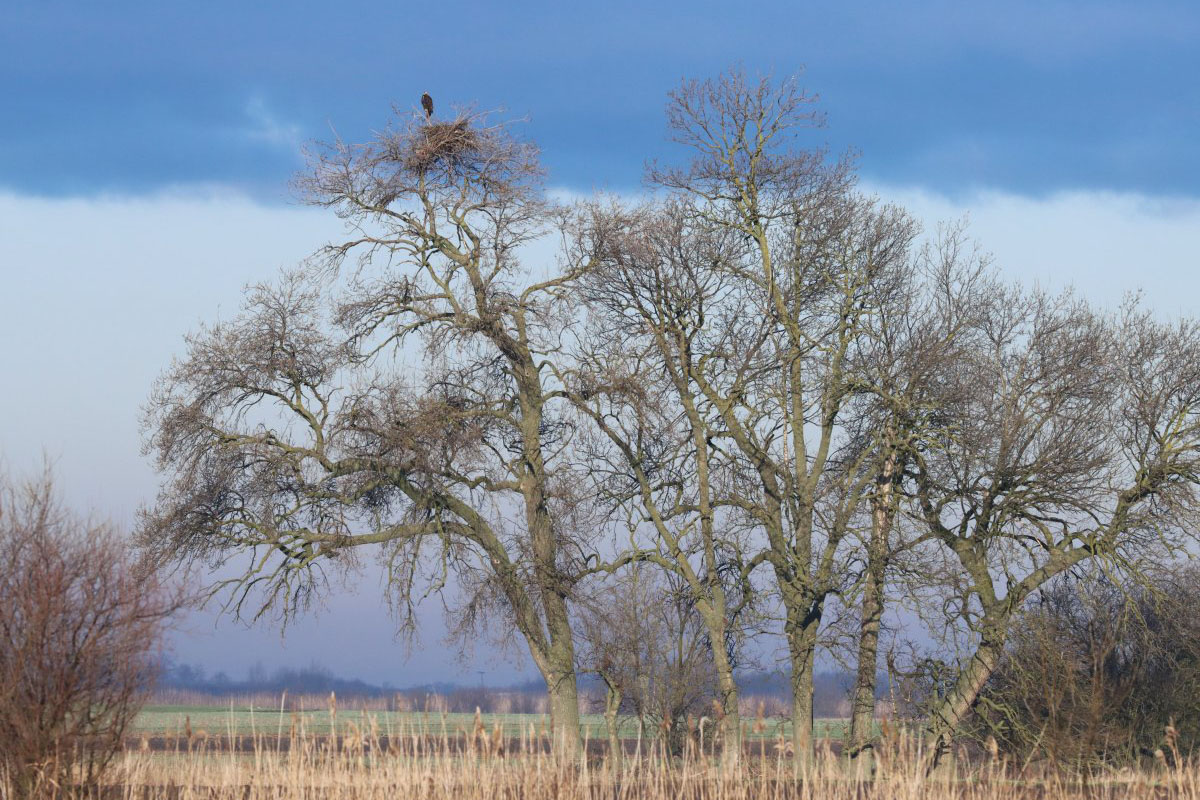 kulonos-lakascsere:-retisas-feszket-foglaltak-el-a-parlagi-sasok-–-koros-hircentrum