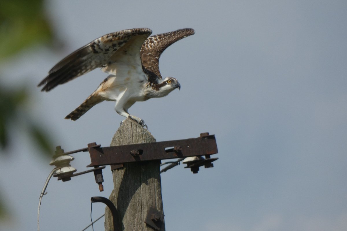megerkeztek-a-vonulo-halaszsasok-a-kis-sarretre-–-koros-hircentrum