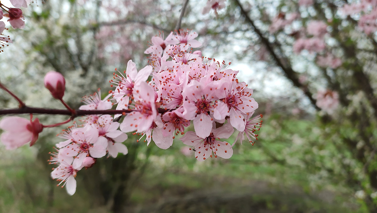 a-het-legvegeig-marad-a-meleg-tavasz-–-koros-hircentrum