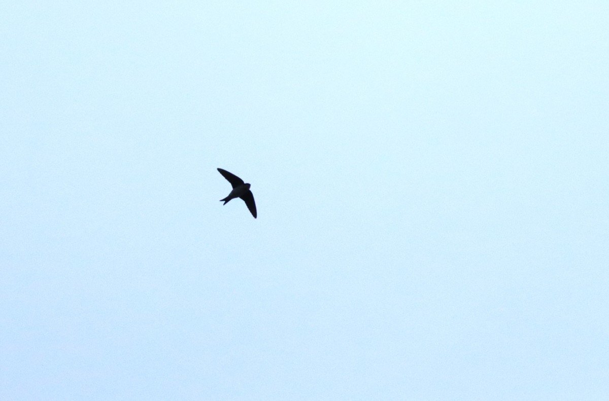 megerkeztek-az-elso-fecskek-a-csanadi-pusztakra-–-koros-hircentrum