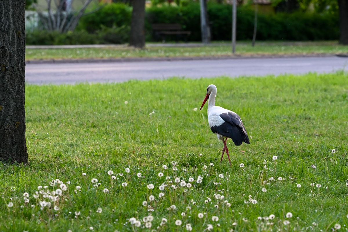 szombatig-meleg,-tavaszias-ido-varhato,-vasarnap-hidegfront-hoz-lehulest-–-koros-hircentrum