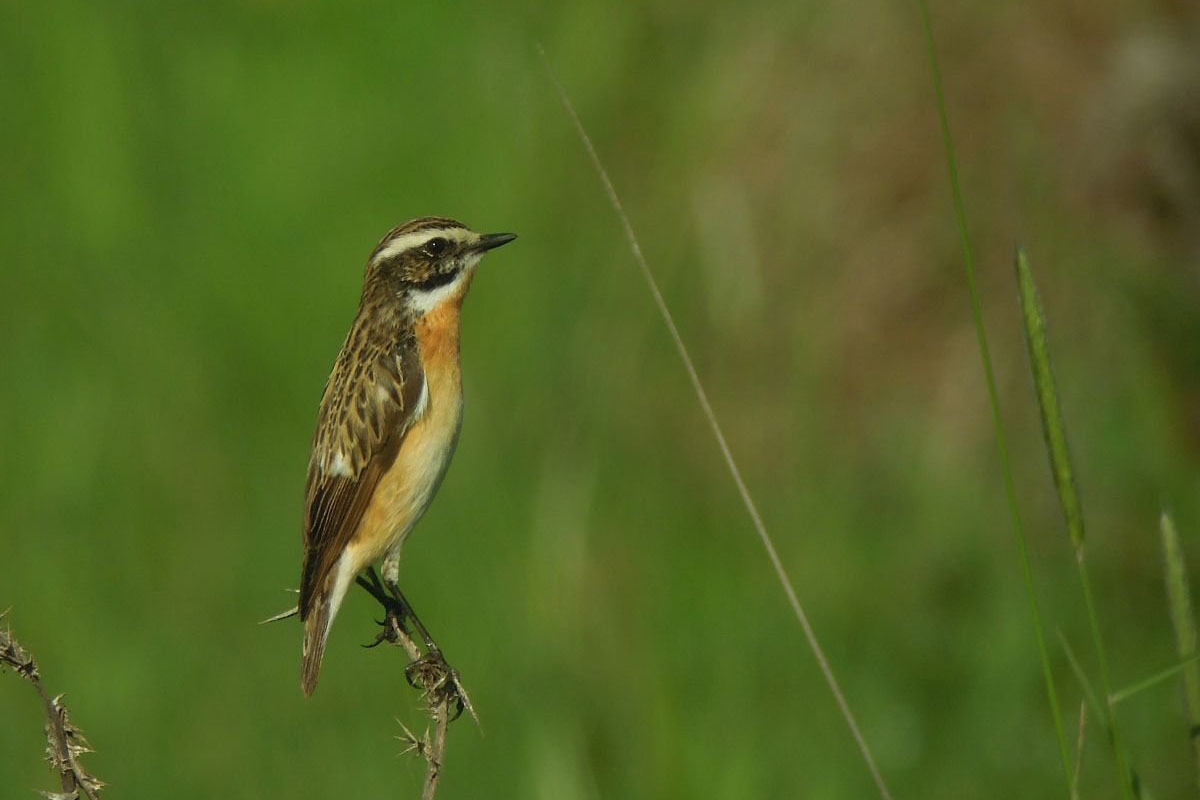 rozsdas-csukok-vonulnak-a-del-alfoldi-pusztakon-–-koros-hircentrum