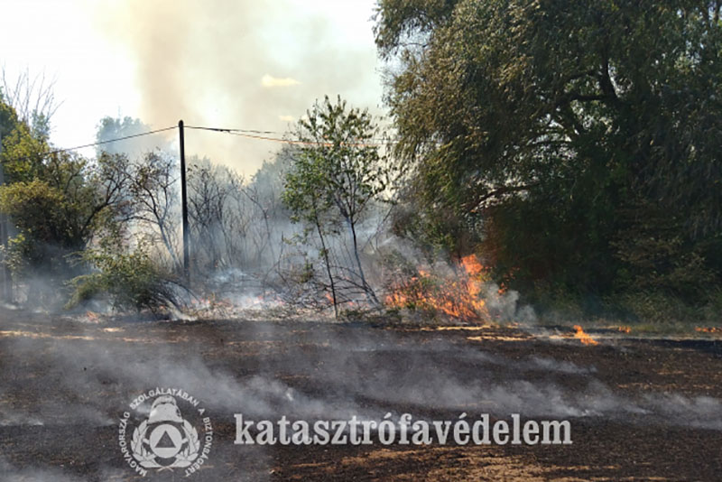 dramai-kuzdelem-a-langokkal:-oriasi-tarlotuz-pusztitott-szarvasnal-–-koros-hircentrum